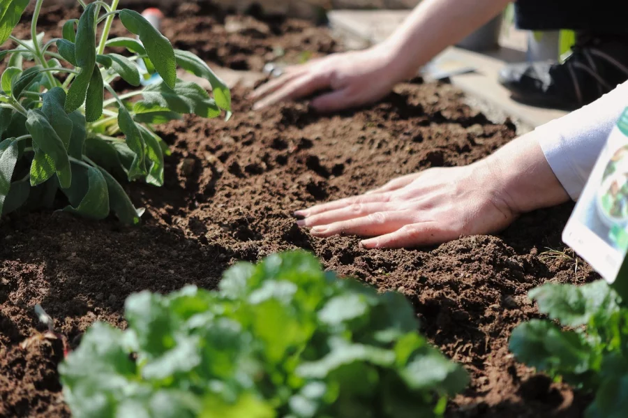 Hnůj nebo humus: co je lepší pro úrodnou půdu