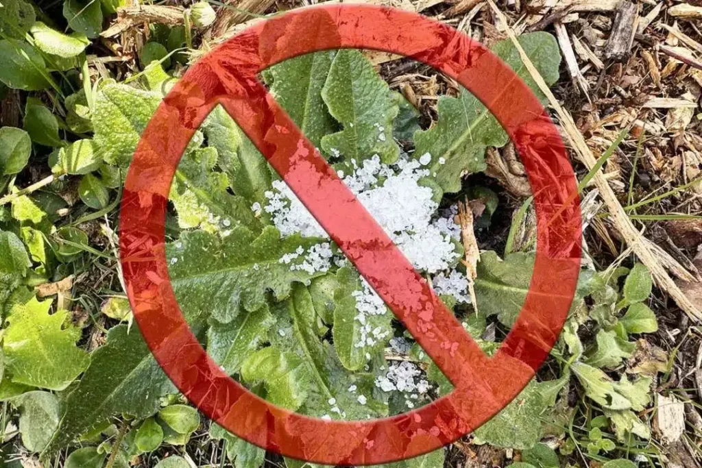 Jak vyrobit velmi (příliš) silný přípravek na hubení plevele ze soli?