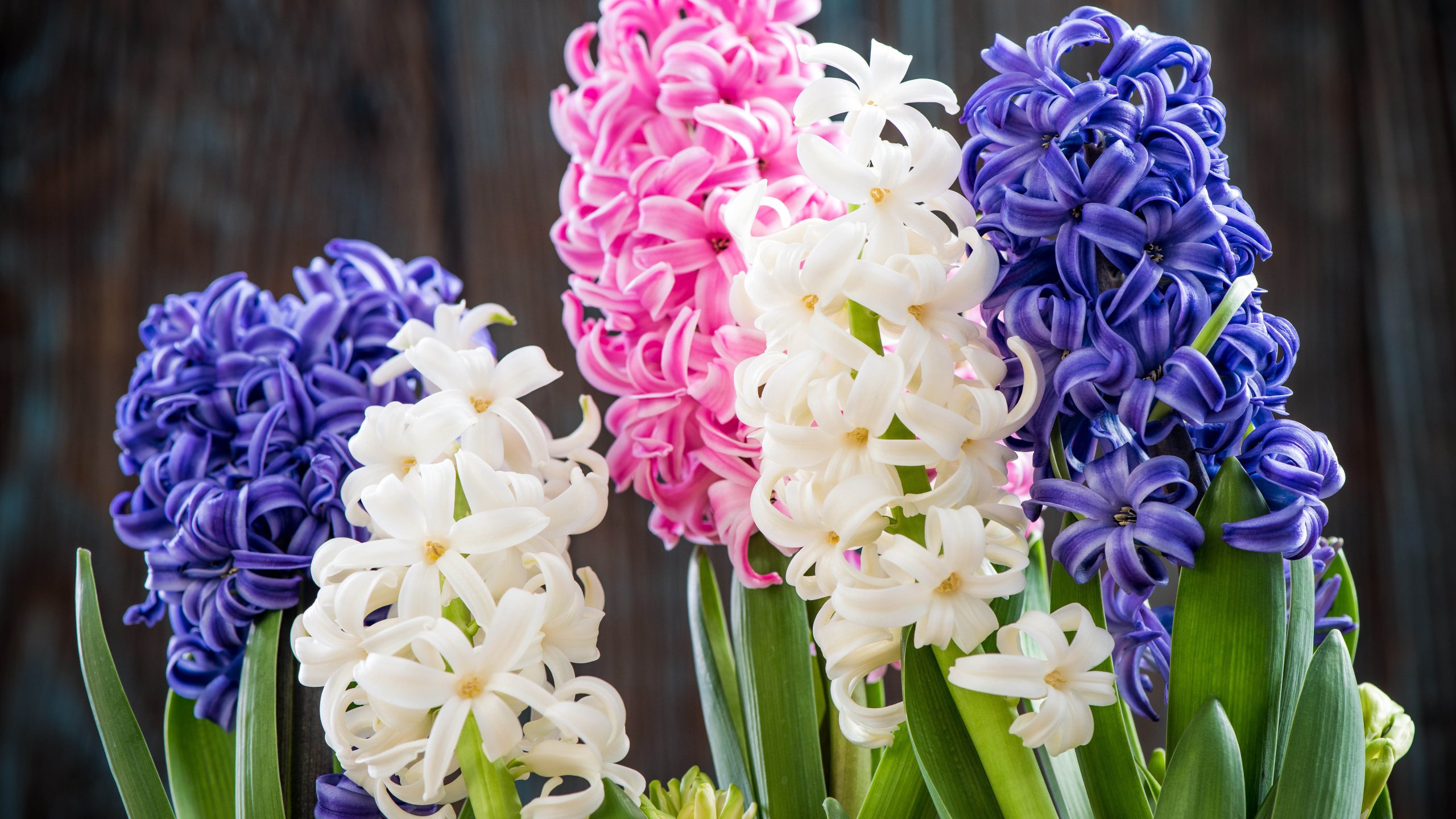 Co dělat s hyacinty a narcisy na zahradě po odkvětu? Triky zkušených floristů