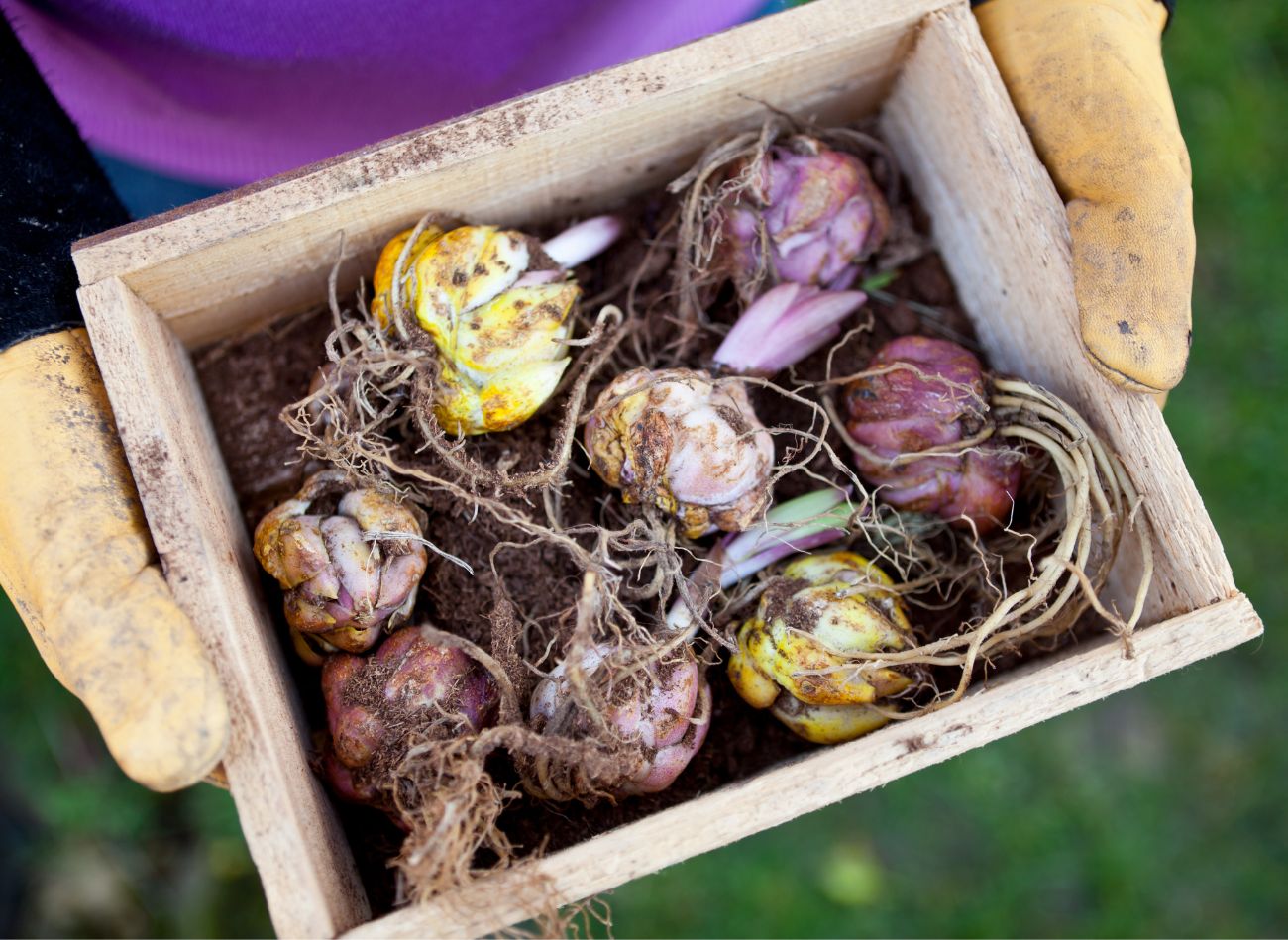 Co dělat s hyacinty a narcisy na zahradě po odkvětu? Triky zkušených floristů